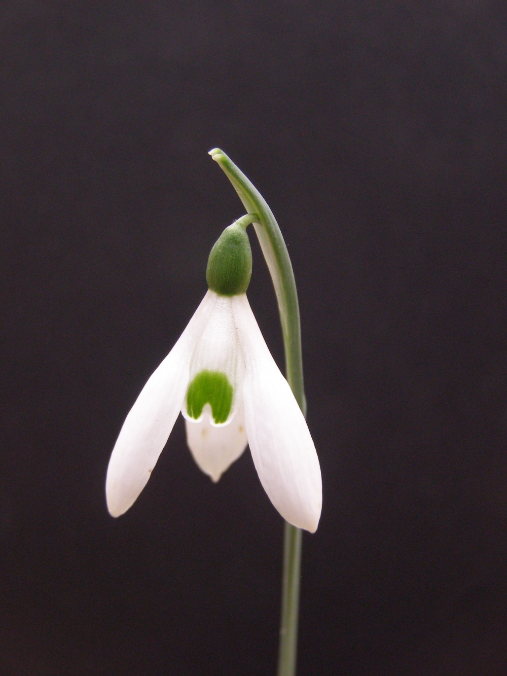 Galanthus reginae-olgae subsp vernalis 'John Marr'